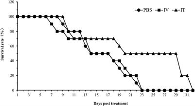 A novel tumor-targeting strain of Xenorhabdus stockiae exhibits potent biological activities